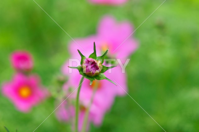 写真のタイトルが入ります