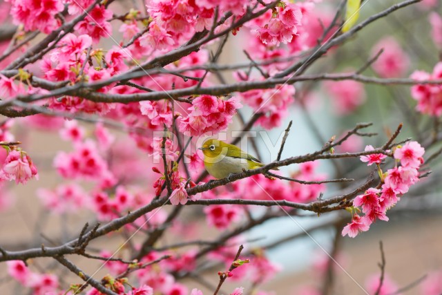 写真のタイトルが入ります