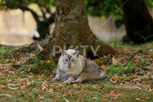 野良猫