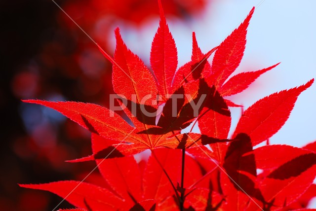 写真のタイトルが入ります