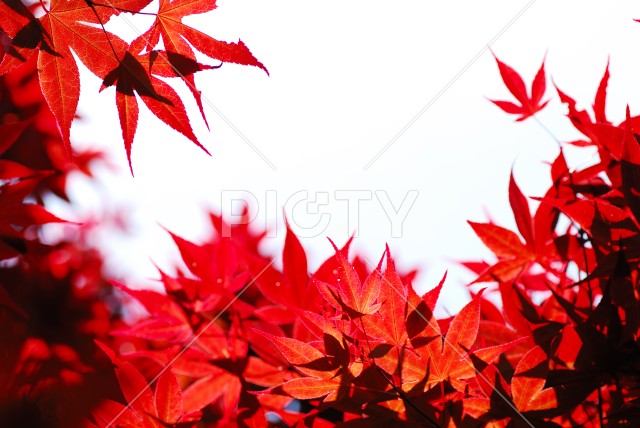 写真のタイトルが入ります