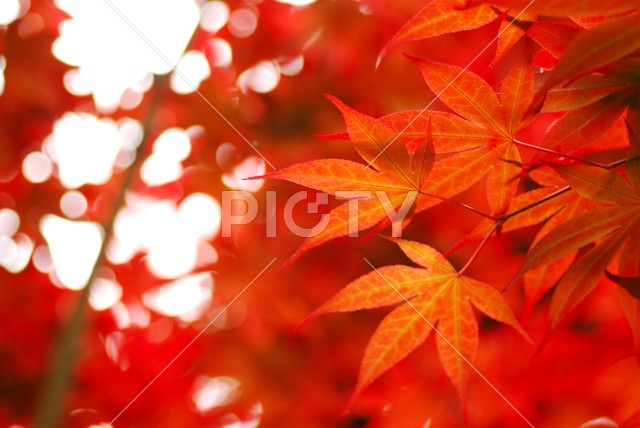 写真のタイトルが入ります