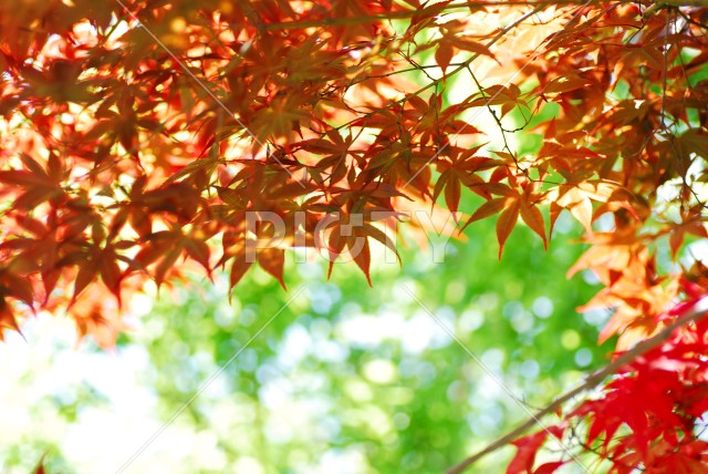 写真のタイトルが入ります