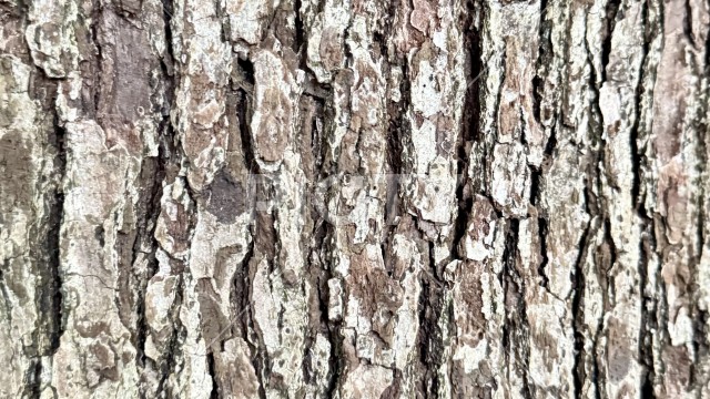 クヌギの深く縦に割れた樹皮のクローズアップ・テクスチャ素材