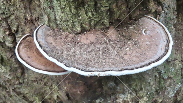 樹木に生える白いサルノコシカケのクローズアップ
