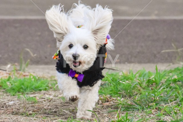 走る愛犬