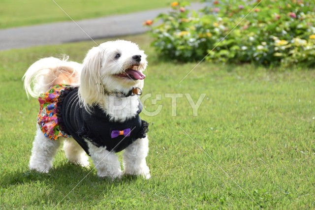 笑顔の愛犬