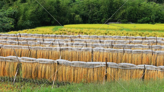 写真のタイトルが入ります