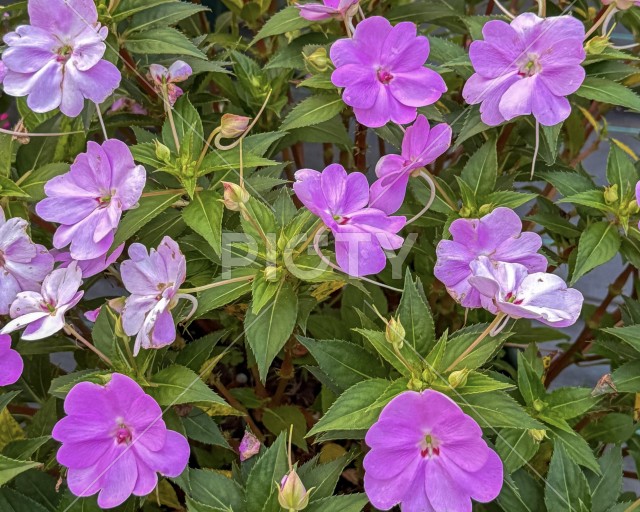 写真のタイトルが入ります