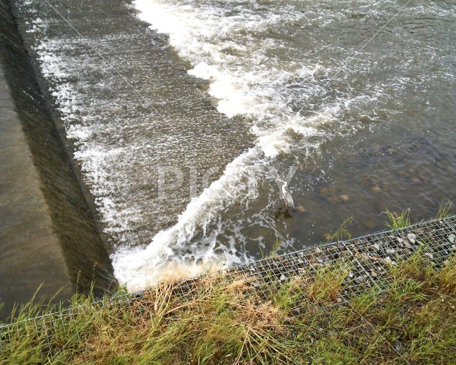 白波が流れる河川の堰堤と水辺に佇む野生のアオサギ