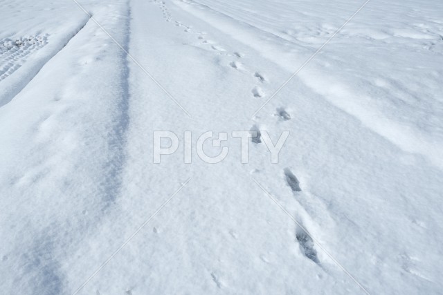 写真のタイトルが入ります
