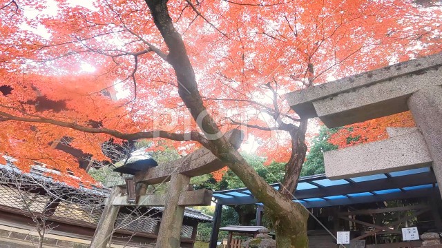 写真のタイトルが入ります