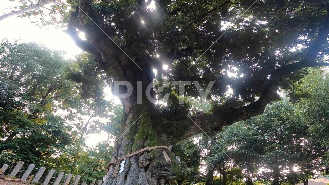 写真のタイトルが入ります
