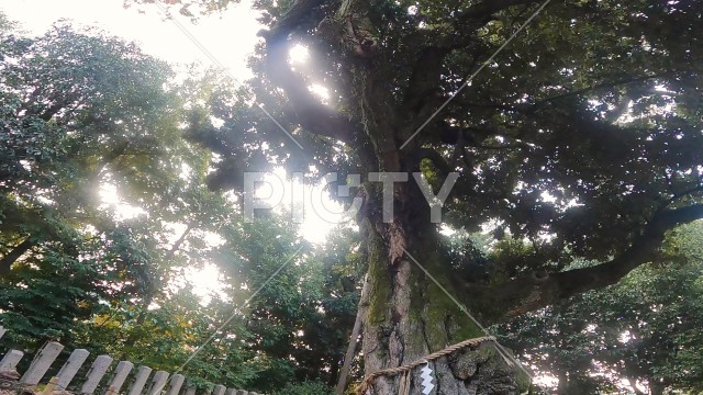 写真のタイトルが入ります