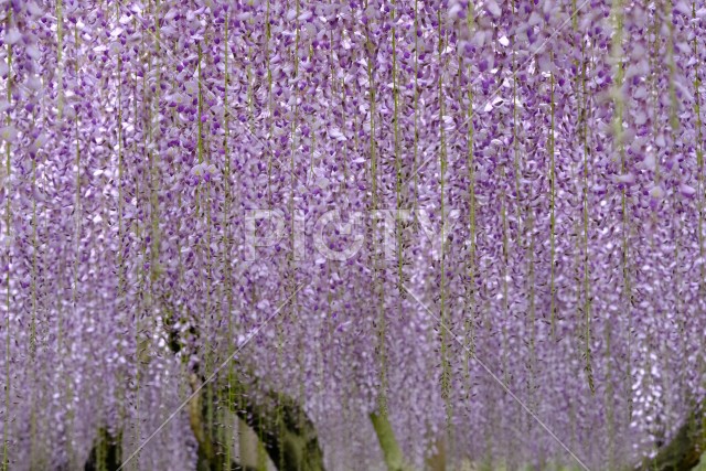 写真のタイトルが入ります