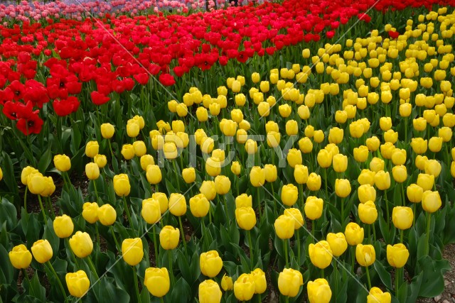写真のタイトルが入ります