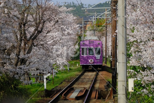 写真のタイトルが入ります