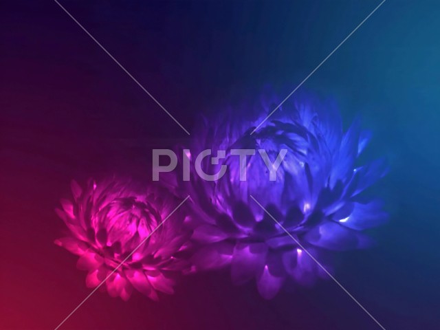 写真のタイトルが入ります
