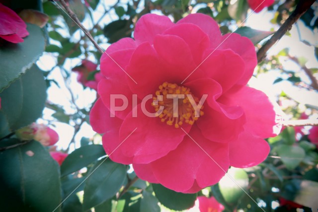 山茶花の花の季節