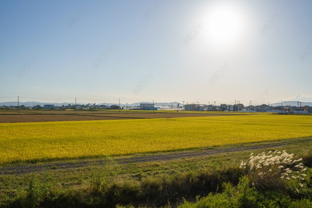 写真のタイトルが入ります