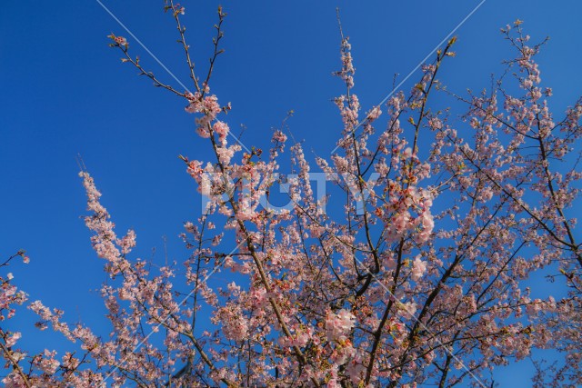 写真のタイトルが入ります