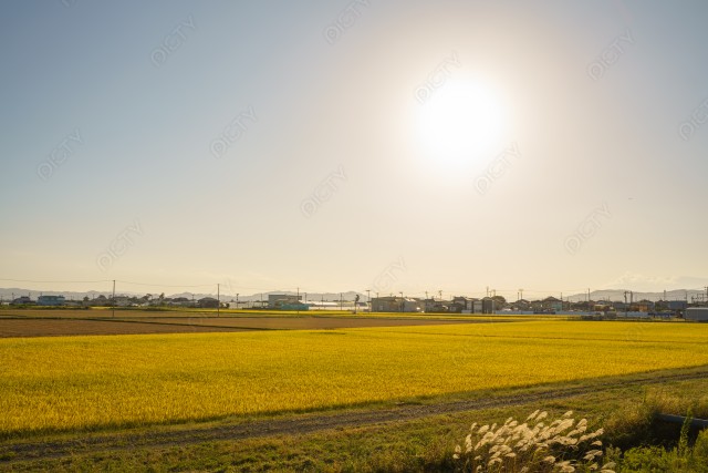 写真のタイトルが入ります