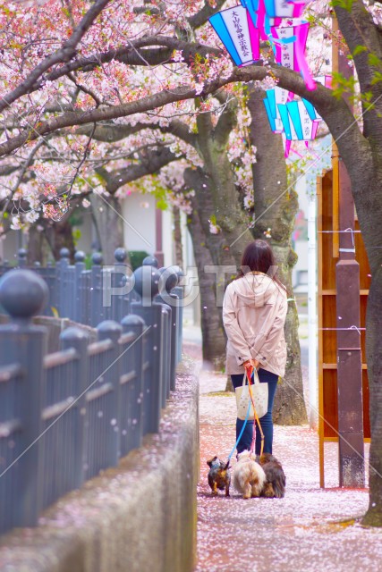 写真のタイトルが入ります