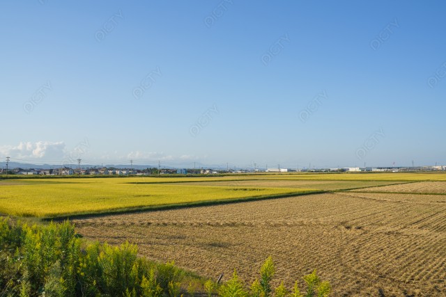 写真のタイトルが入ります