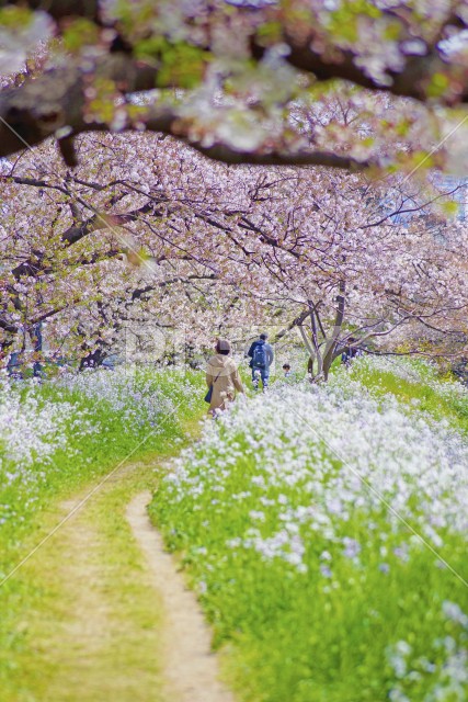 写真のタイトルが入ります