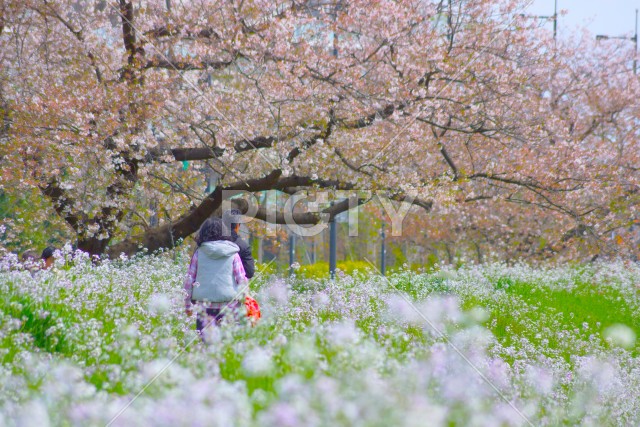 写真のタイトルが入ります