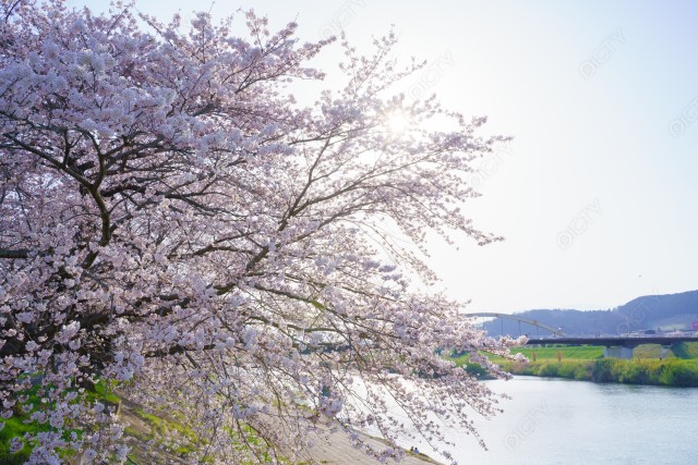写真のタイトルが入ります
