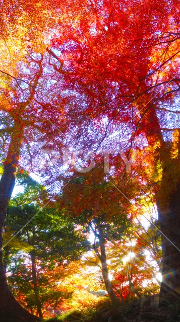 写真のタイトルが入ります