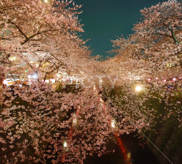 写真のタイトルが入ります