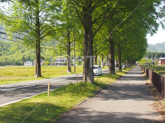 写真のタイトルが入ります