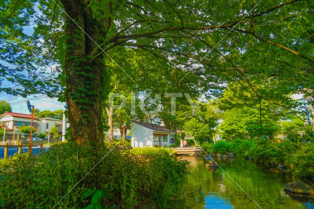 残堀川緑道公園（立川市）