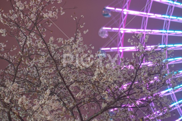 写真のタイトルが入ります