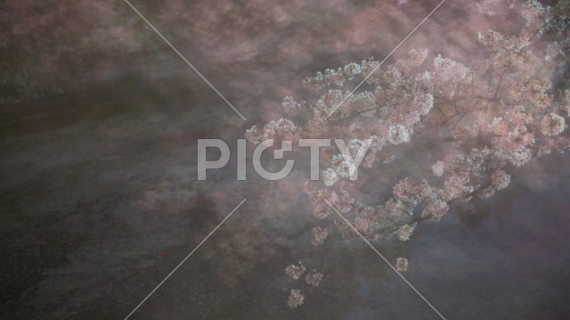 千鳥ヶ淵の夜桜