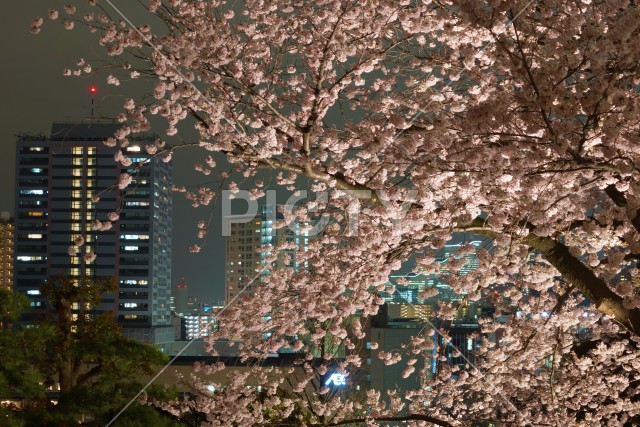 写真のタイトルが入ります