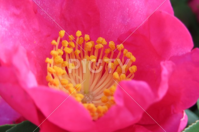 花の中