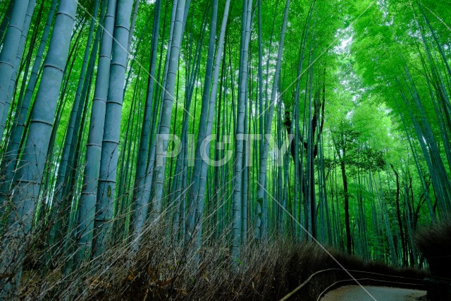写真のタイトルが入ります