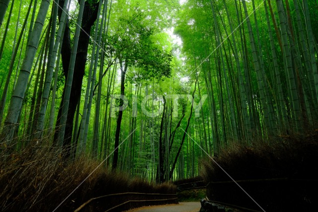 写真のタイトルが入ります
