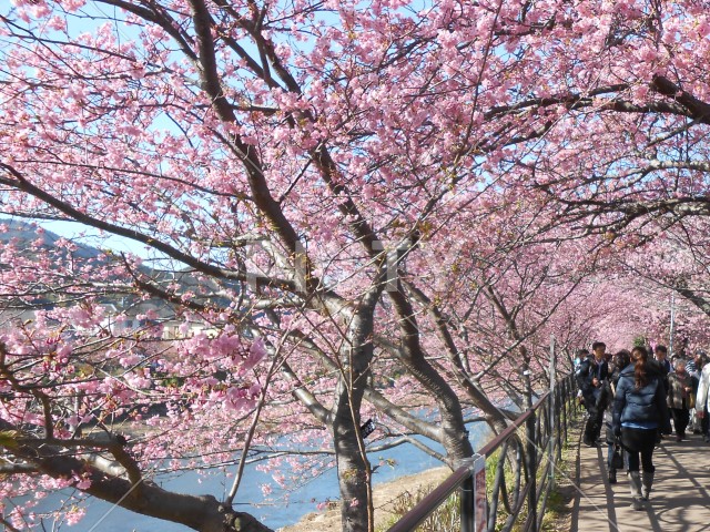 写真のタイトルが入ります