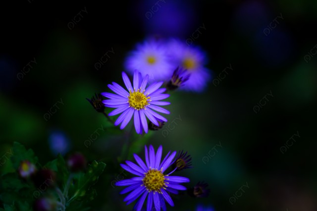 写真のタイトルが入ります