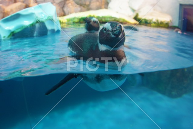 写真のタイトルが入ります