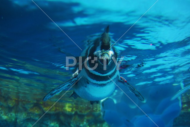 写真のタイトルが入ります