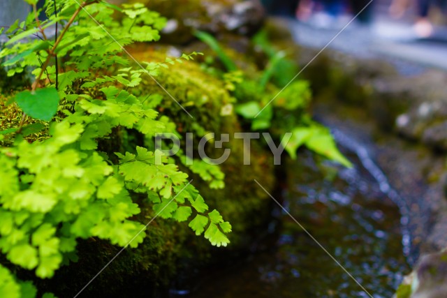 写真のタイトルが入ります