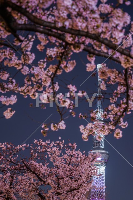 写真のタイトルが入ります
