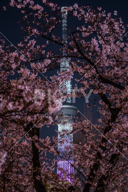 写真のタイトルが入ります