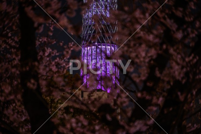 写真のタイトルが入ります