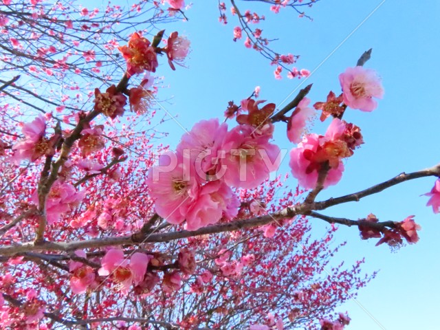 写真のタイトルが入ります